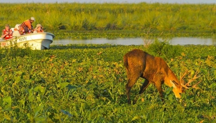 C corrientes esteros del ibera 7
