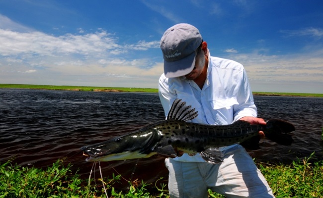 C corrientes esteros del ibera 9