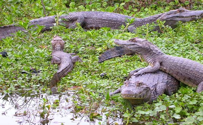 C corrientes esteros del ibera 6