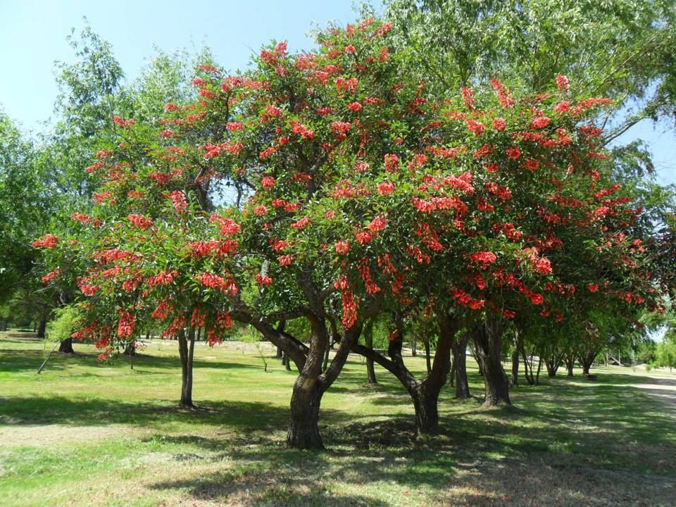 C generalidades del pais flora y fauna de argentina 11