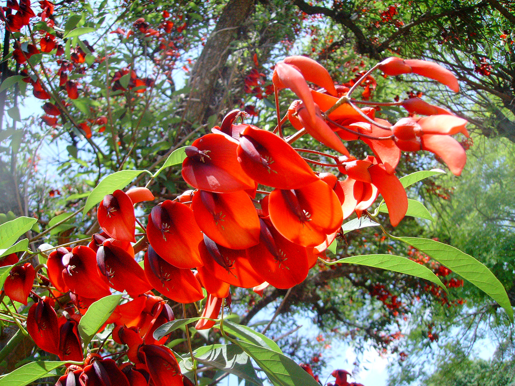 C generalidades del pais flora y fauna de argentina 12