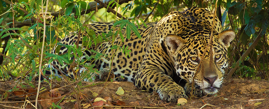 C generalidades del pais flora y fauna de argentina 16
