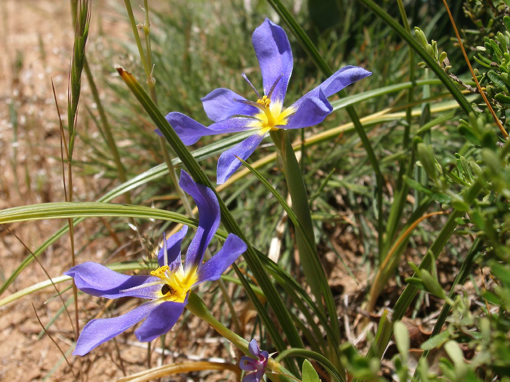 C generalidades del pais flora y fauna de argentina 20