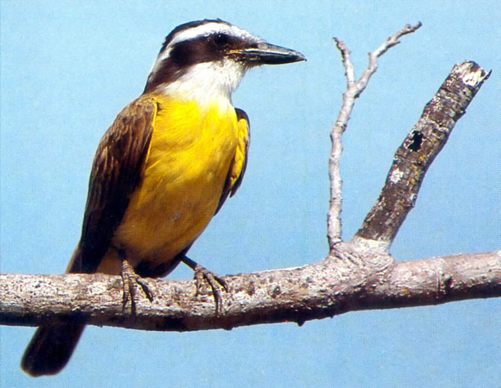 C generalidades del pais flora y fauna de argentina 25