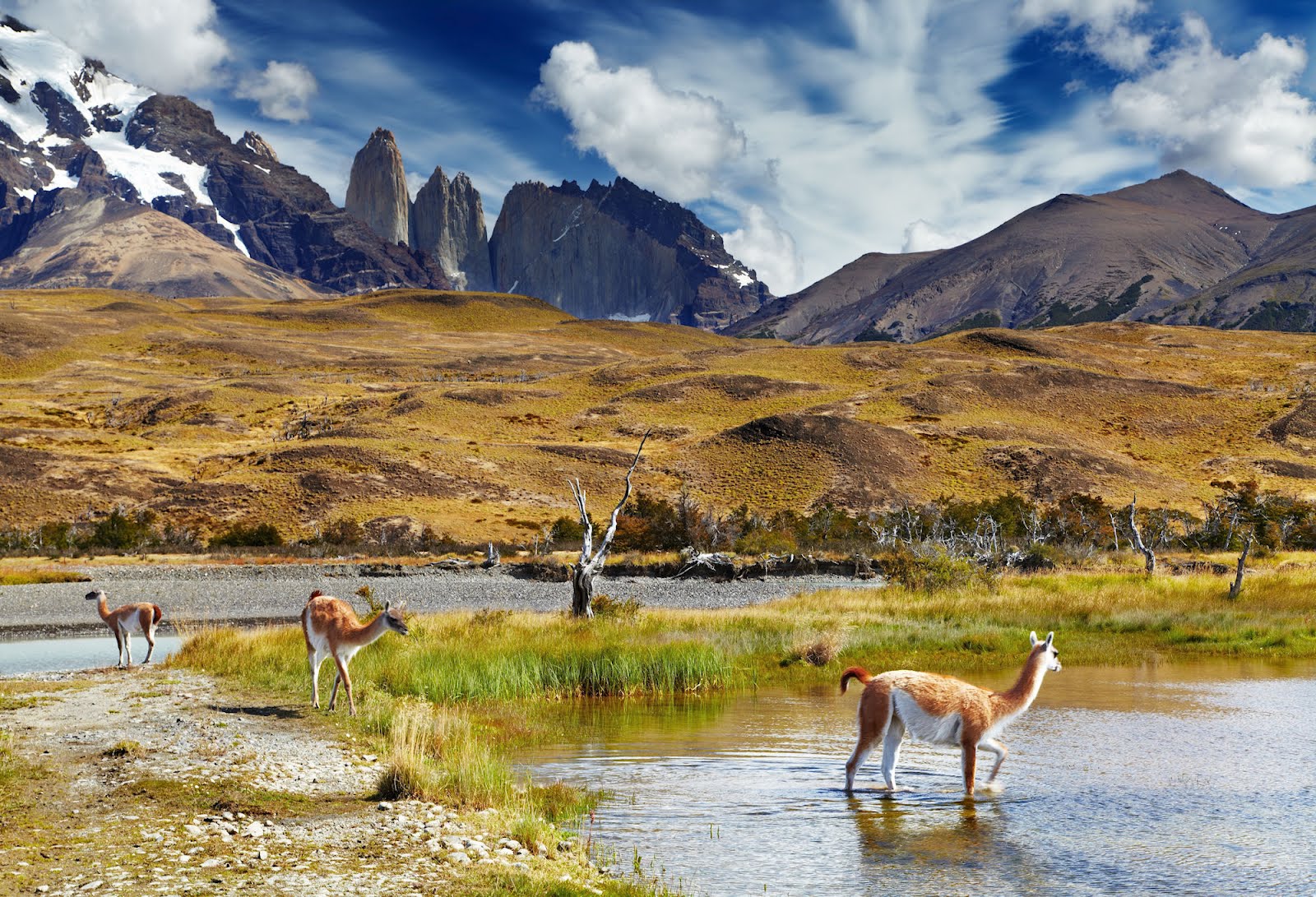 C generalidades del pais flora y fauna de argentina 6