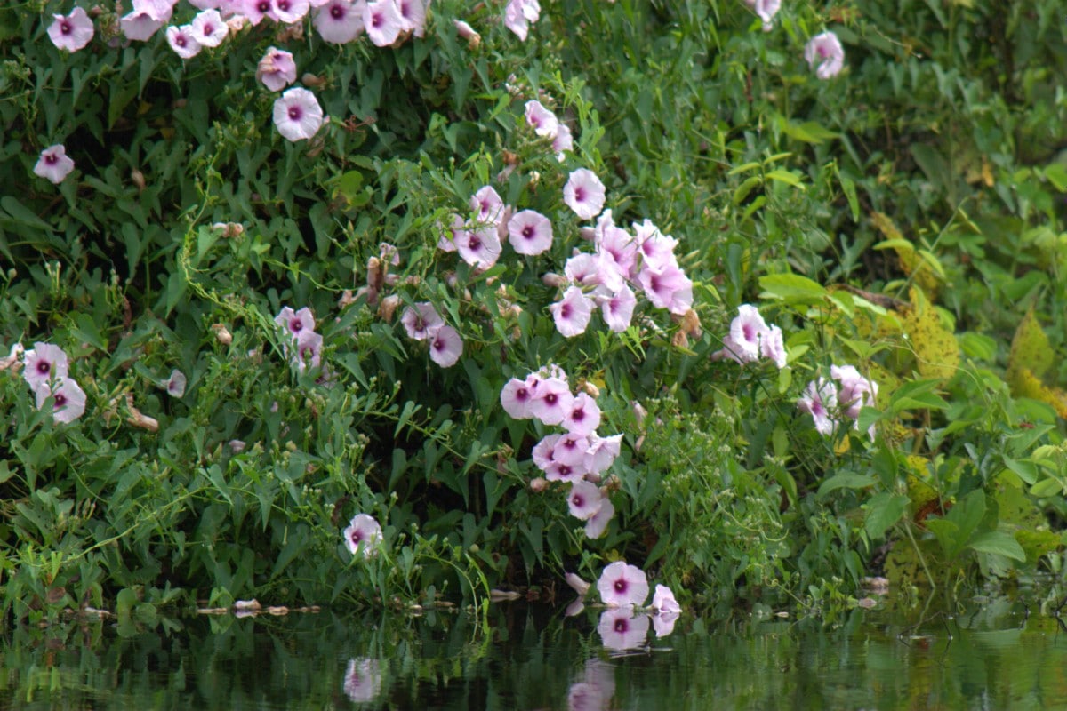 C generalidades del pais flora y fauna de argentina 1