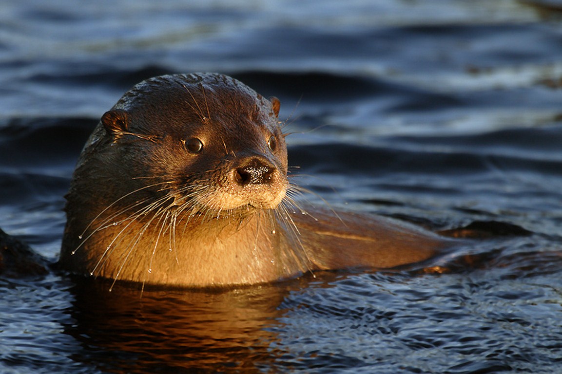 C rio negro lago nahuel huapi 10
