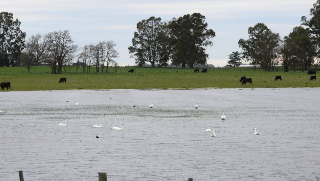 C buenos aires laguna alsina 7