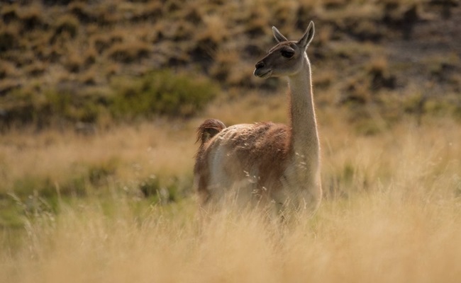C zona austral meseta patagonica 10