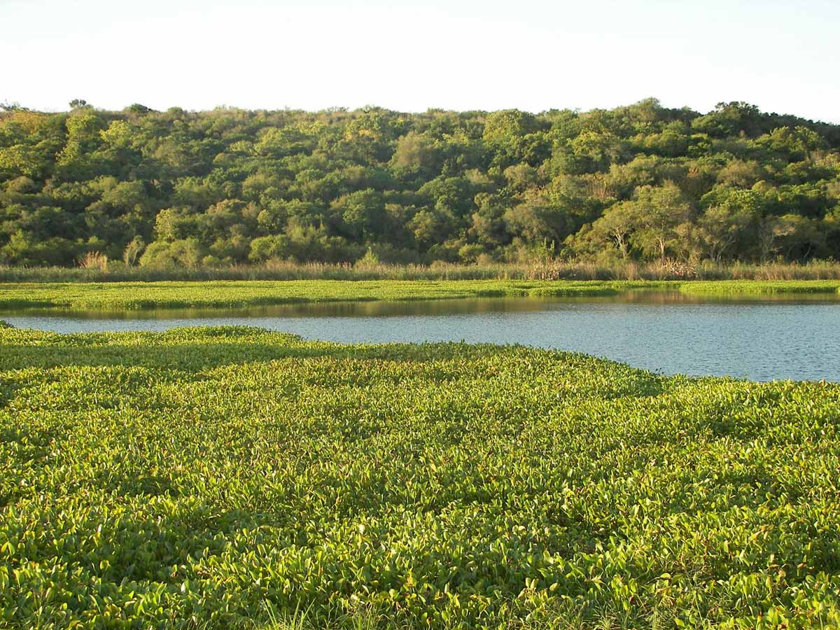 Mesopotamia Argentina: Clima, Turismo, Ríos y Más