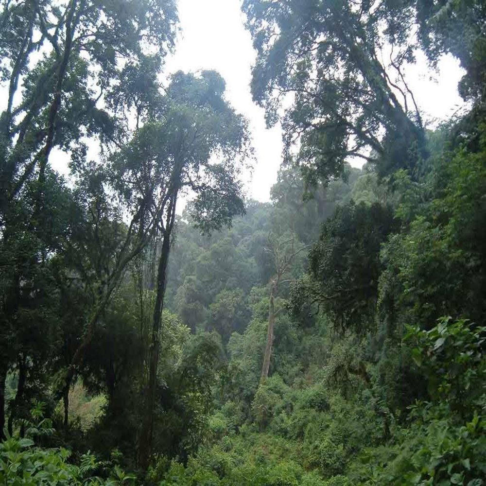 C salta parque nacional baritu 11