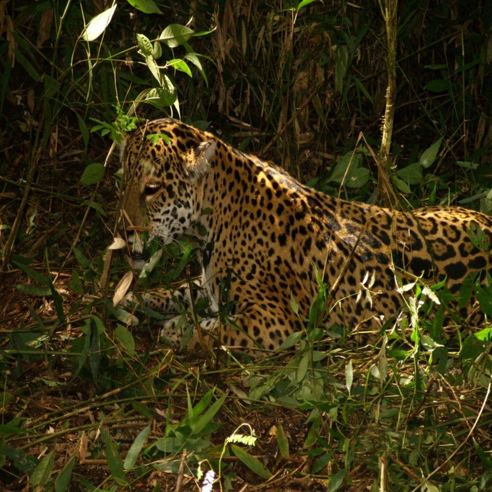 C salta parque nacional baritu 12