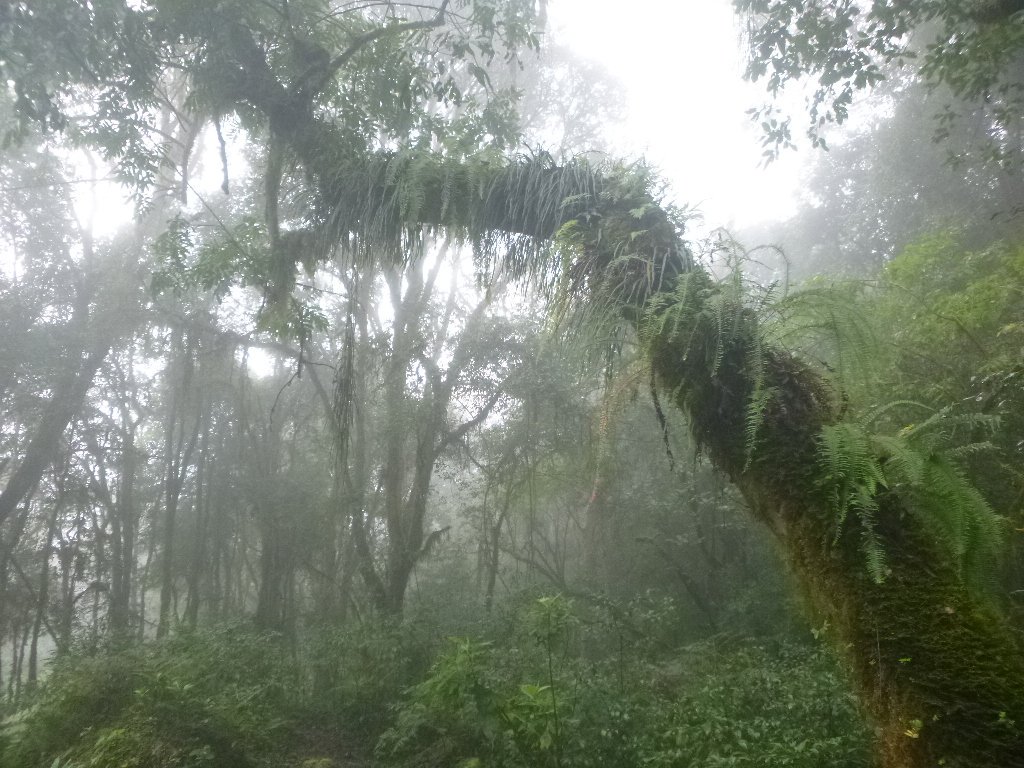 C salta parque nacional baritu 14