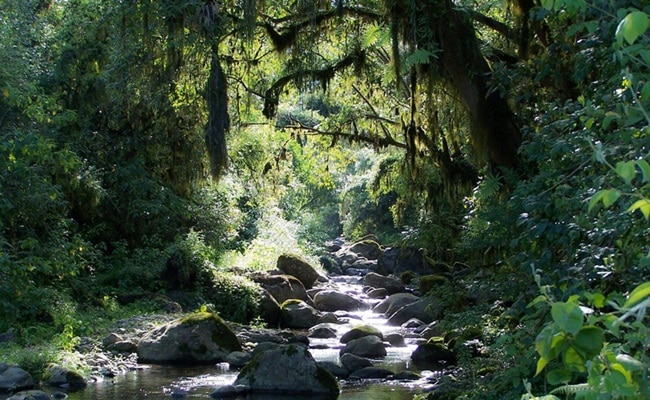 C tucuman parque nacional campo de los alisos 2