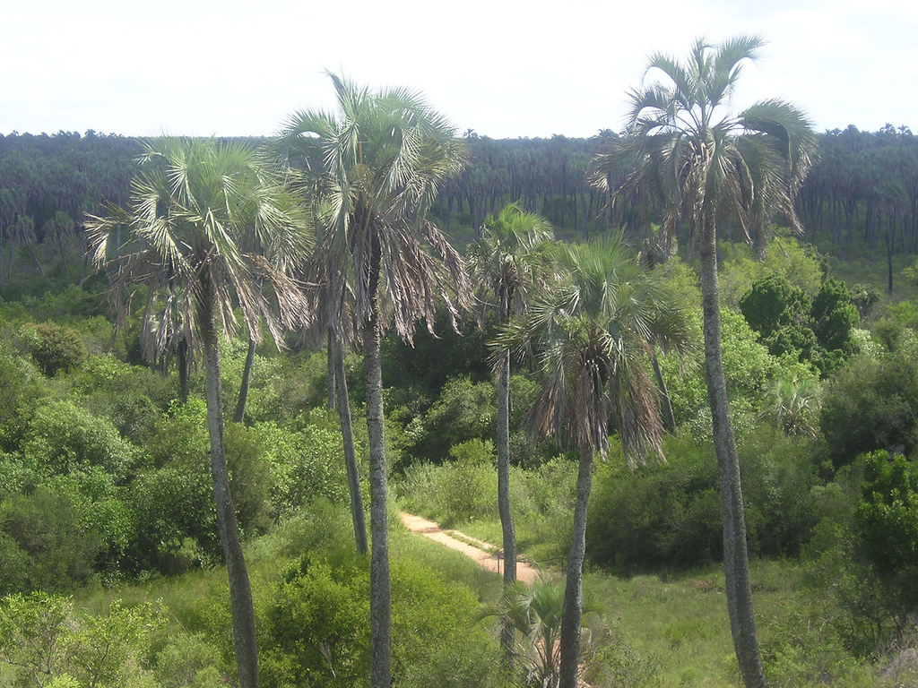 C entre rios parque nacional el palmar 7