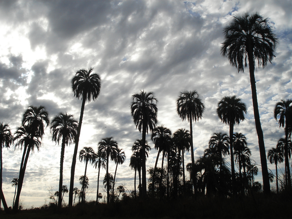 C entre rios parque nacional el palmar 9