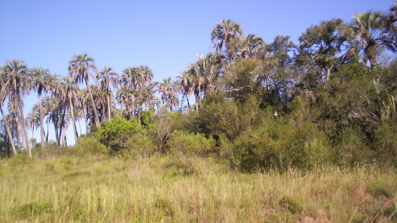 C entre rios parque nacional el palmar 12