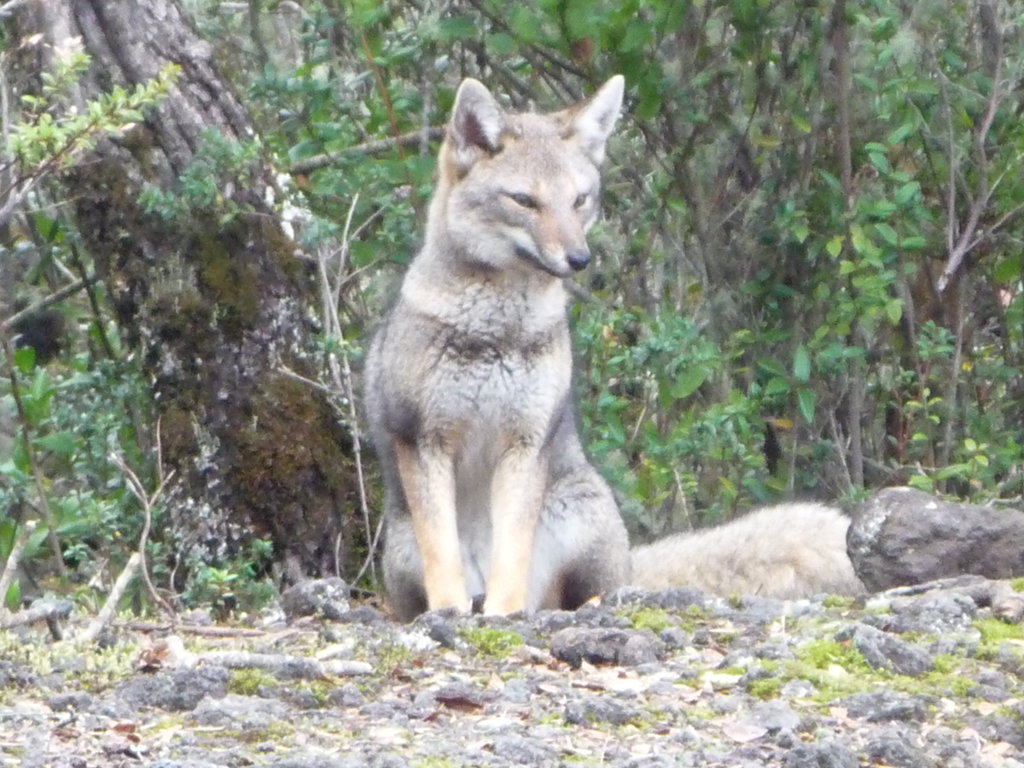 C chubut parque nacional los alerces 10