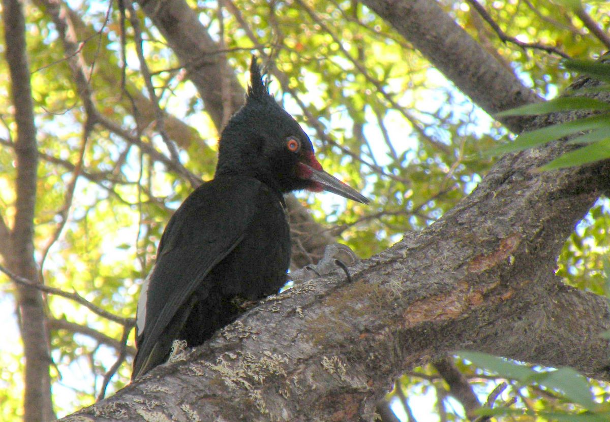 C chubut parque nacional los alerces 11