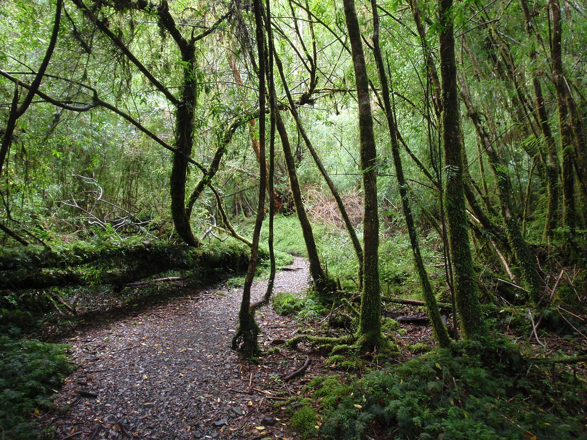 C chubut parque nacional los alerces 13