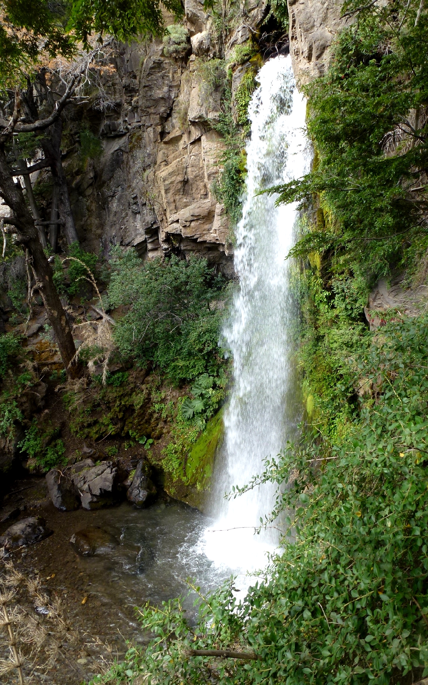 C chubut parque nacional los alerces 14