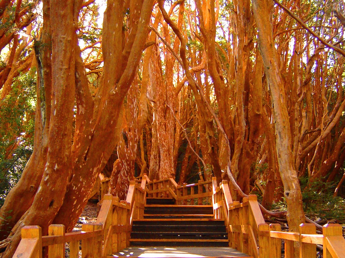 C neuquen parque nacional los arrayanes 4