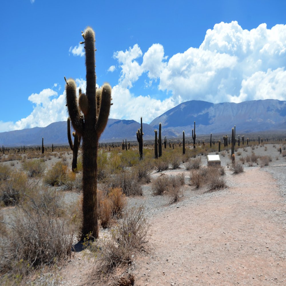 C salta parque nacional los cardones 8
