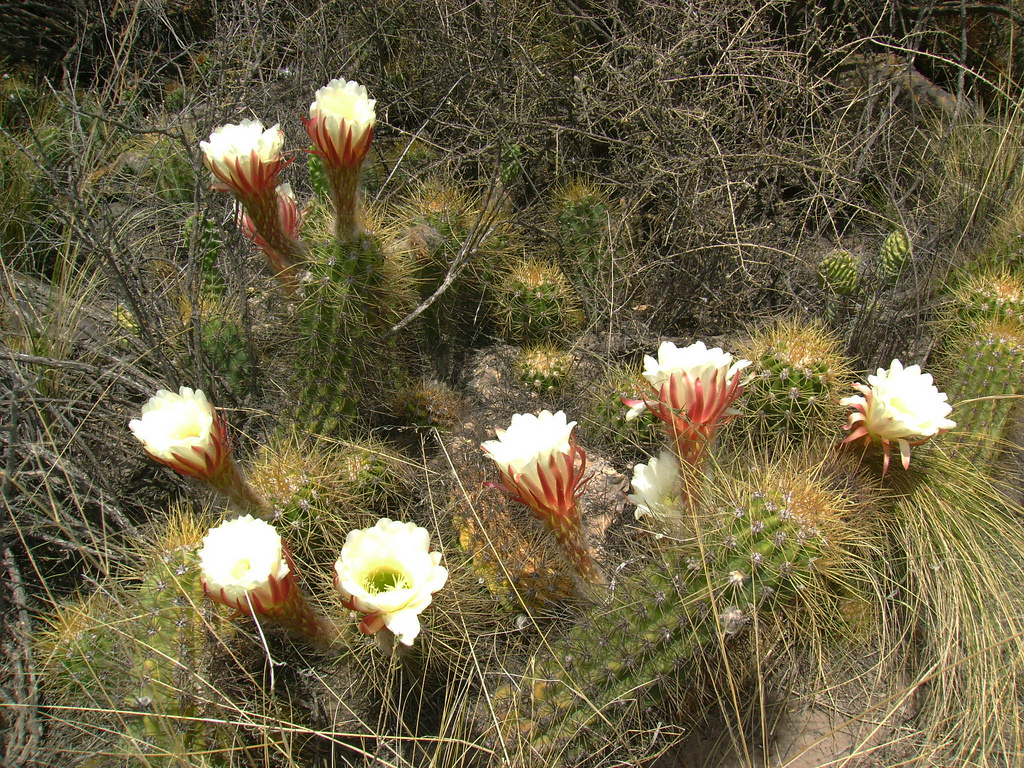 C salta parque nacional los cardones 10