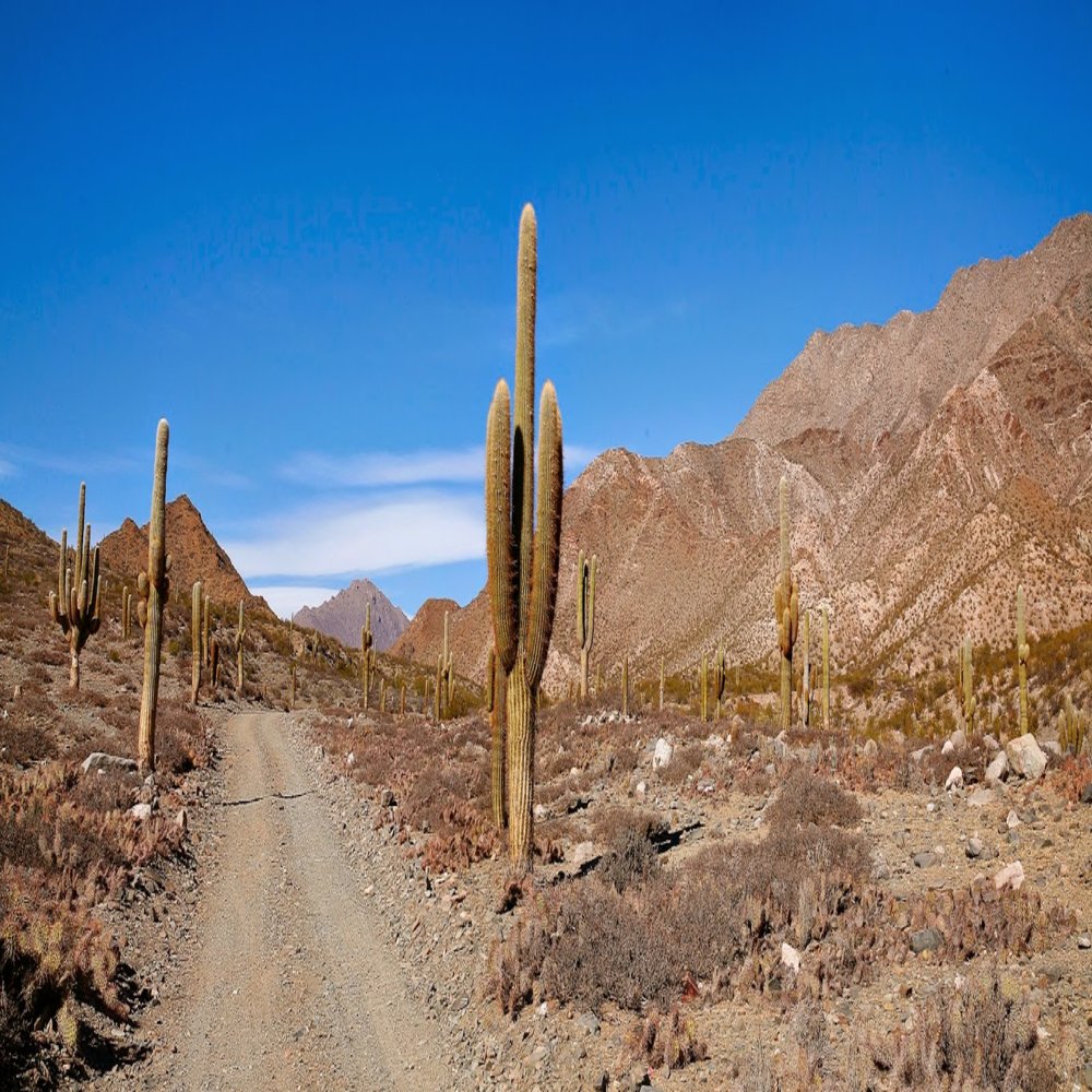C salta parque nacional los cardones 12