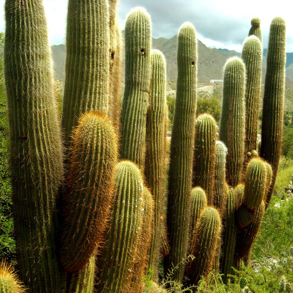C salta parque nacional los cardones 3