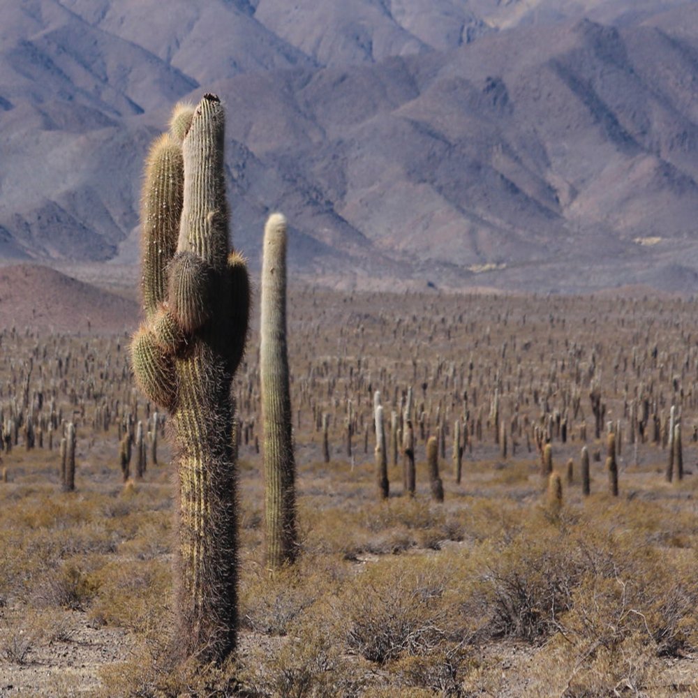 C salta parque nacional los cardones 6