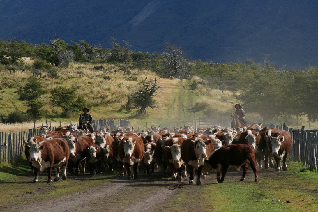 C zona austral patagonia argentina 35