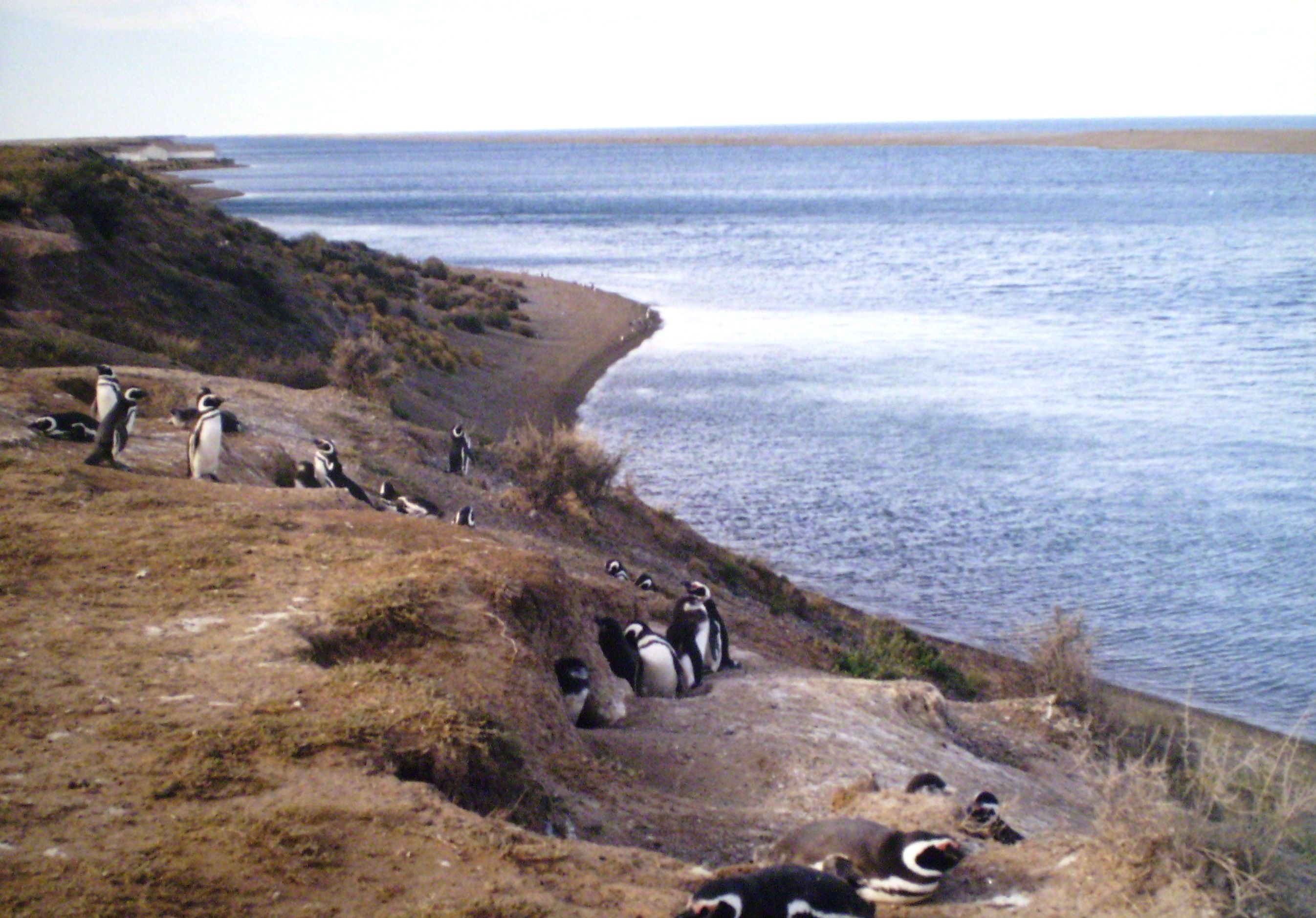 C chubut peninsula valdes 8