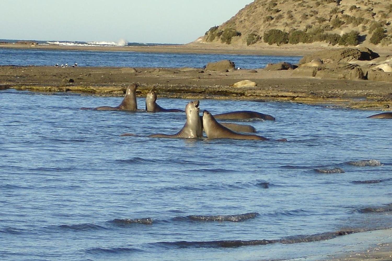 C chubut peninsula valdes 13