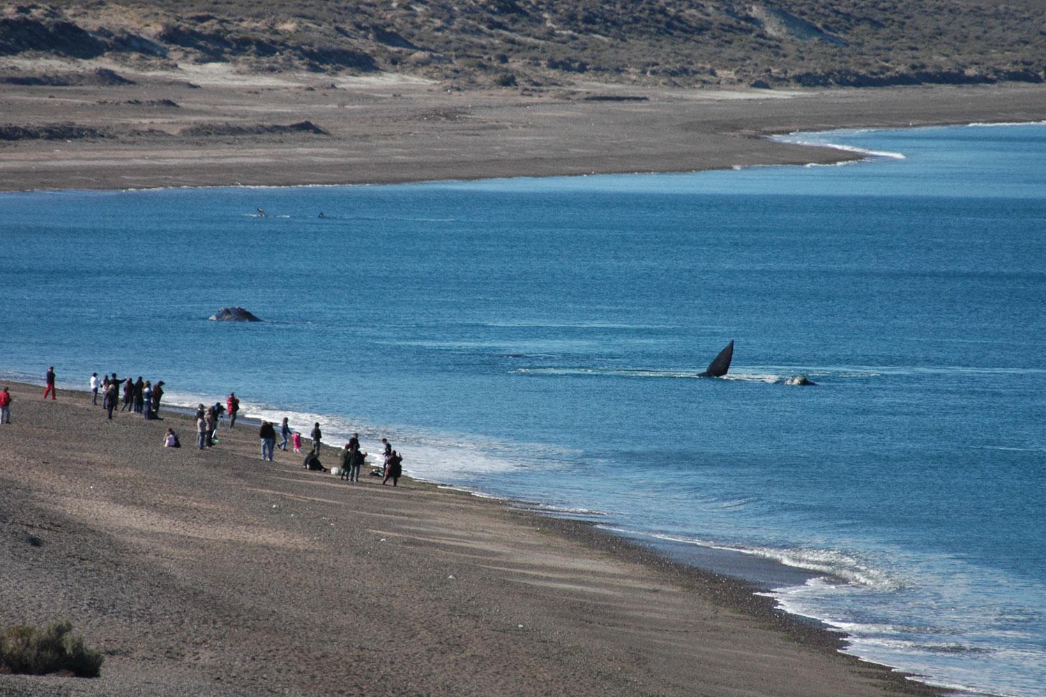 C chubut peninsula valdes 4