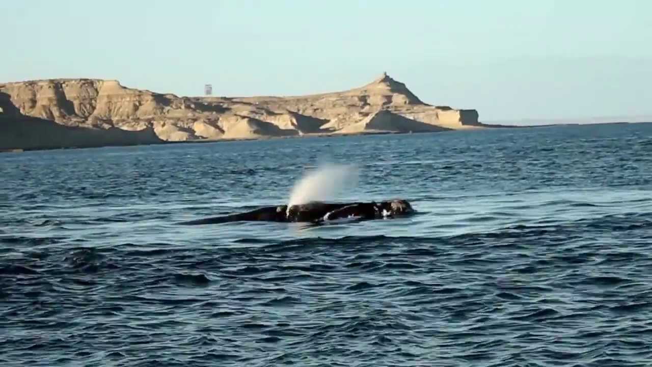 C chubut peninsula valdes 6