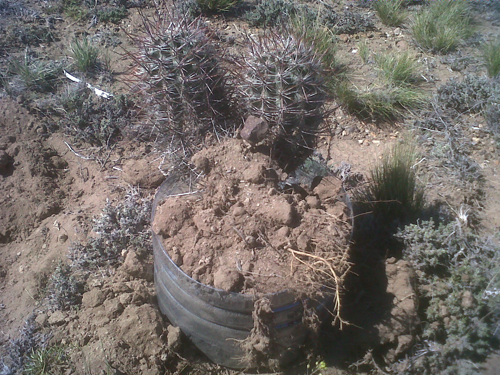 C santa cruz pico truncado 12