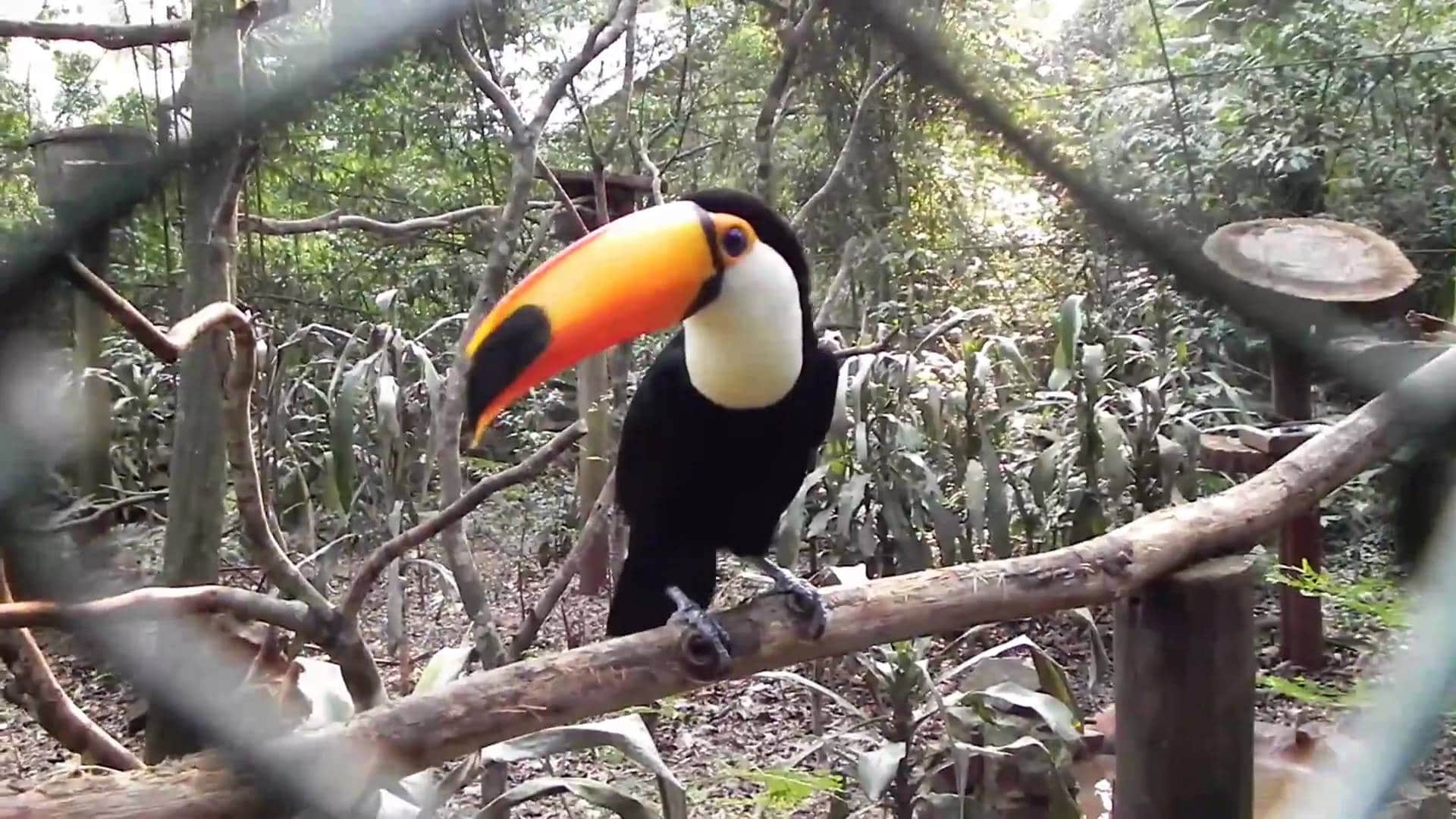 C misiones puerto iguazu argentina 20