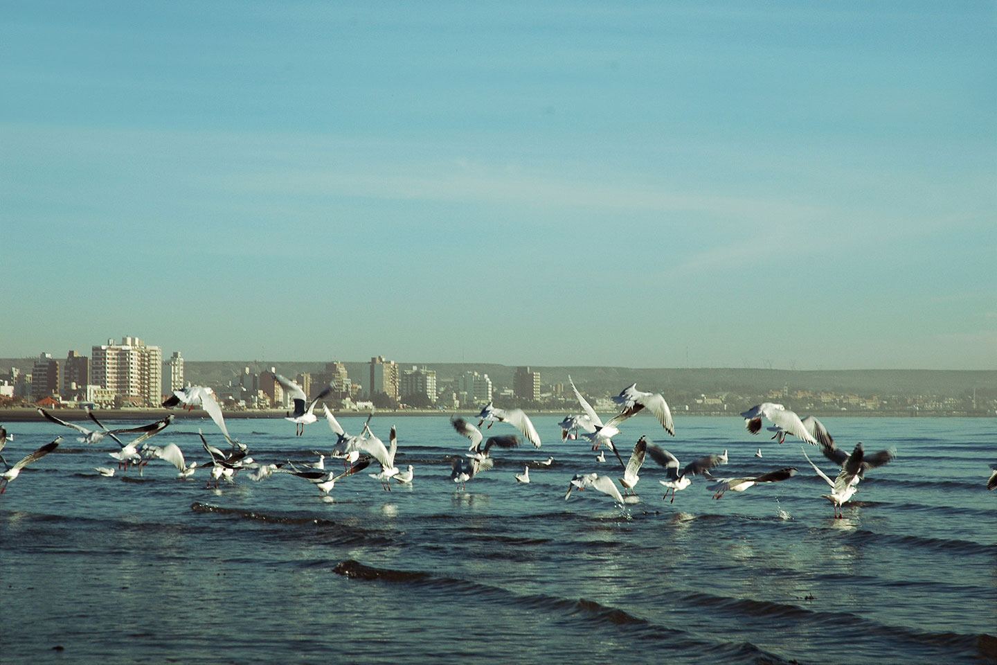 C chubut puerto madryn 15