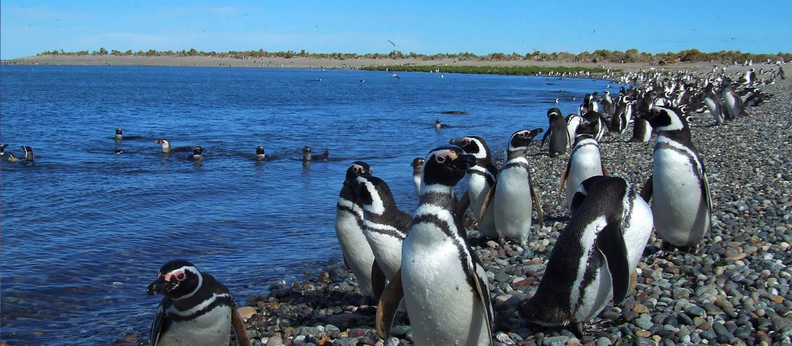 C chubut puerto madryn 18