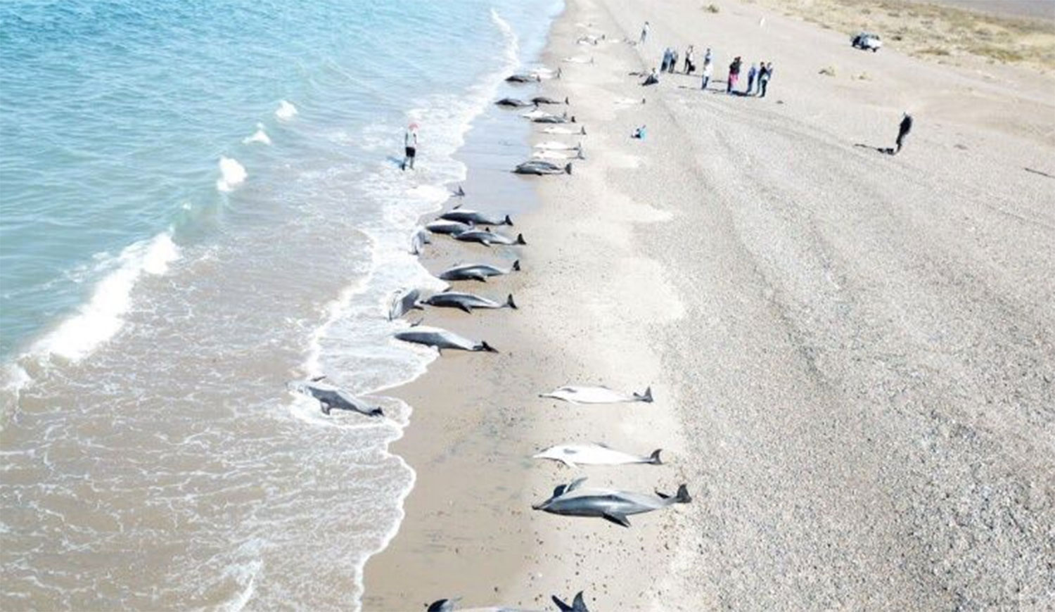 C chubut puerto madryn 19