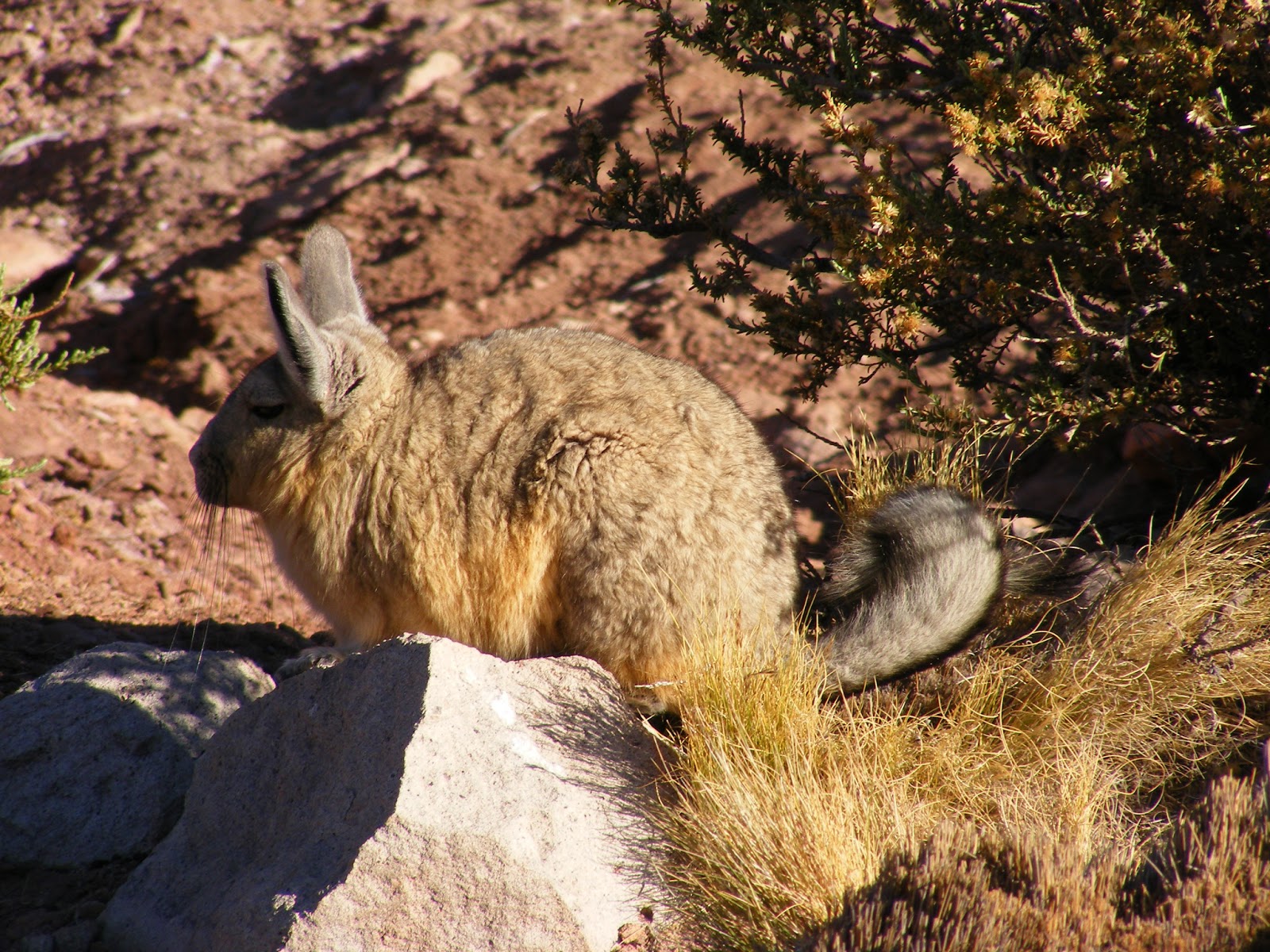 C zona austral puna de atacama 5