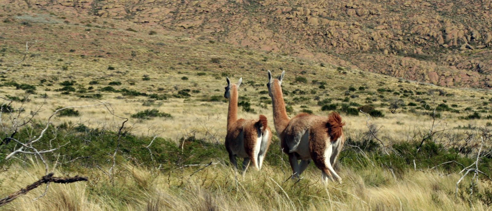 C zona austral region pampeana argentina 7