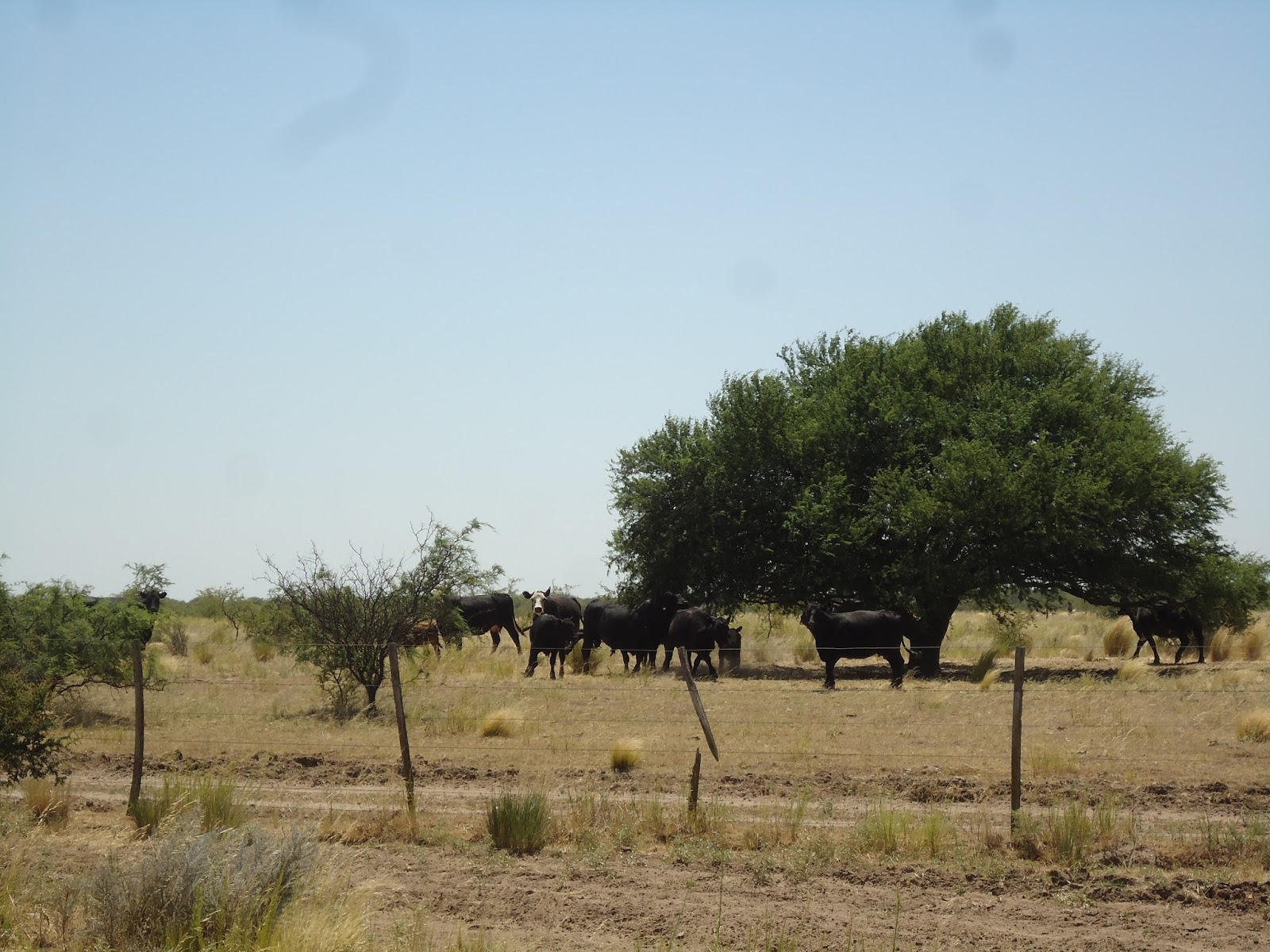 C zona austral region pampeana argentina 14
