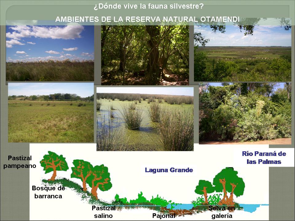 C buenos aires reserva natural otamendi 3
