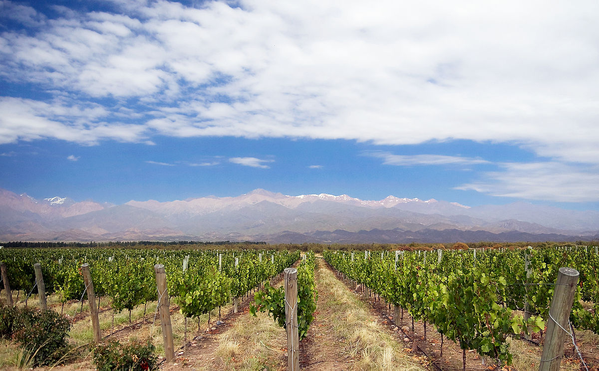 C mendoza ruta del vino mendoza 5