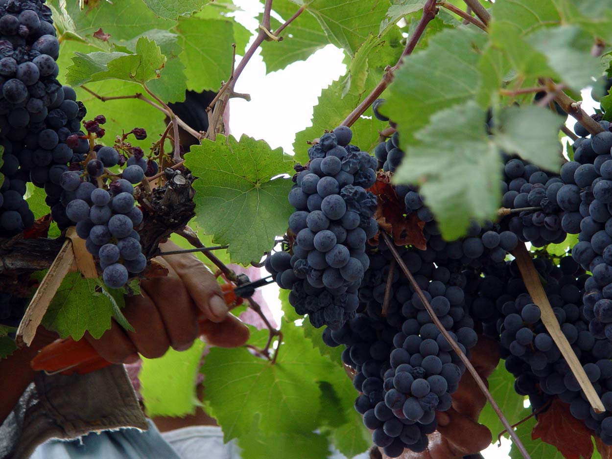 C mendoza ruta del vino mendoza 6