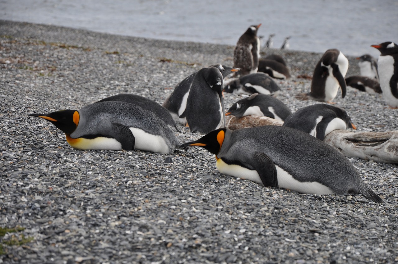 C provincias tierra del fuego 2