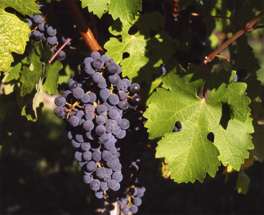 C mendoza vino argentina 10
