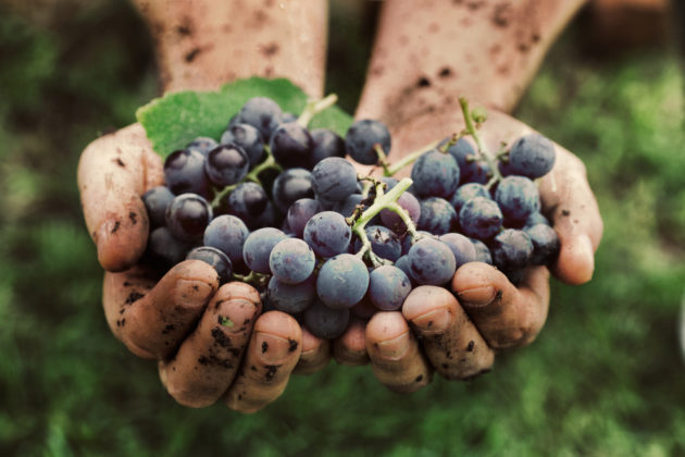 C mendoza vino argentina 41